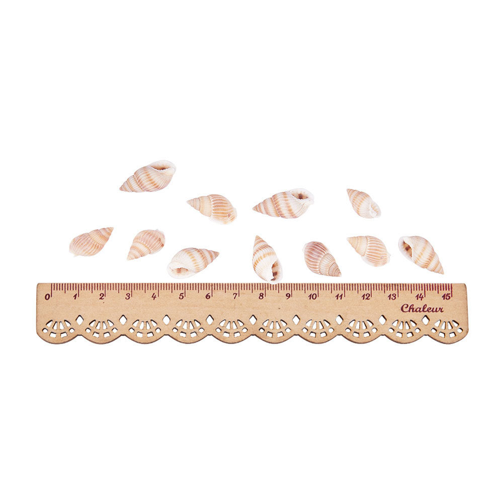 1 Box Natural Seashells Craft  - огляд і ціна Art Craft Gallery