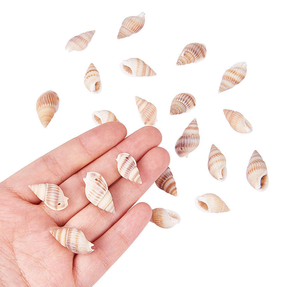 1 Box Natural Seashells Craft  - огляд і ціна Art Craft Gallery
