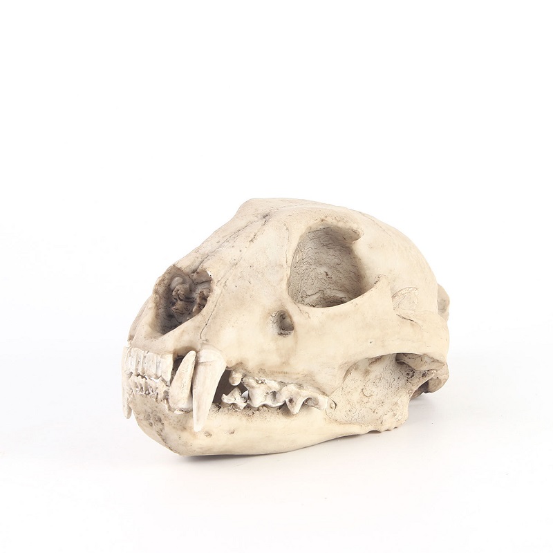 Leopard Skull Model Resin Craf - огляд і ціна Art And Craft Zoo Animals