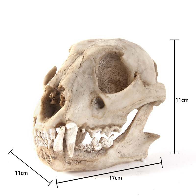 Leopard Skull Model Resin Craf - огляд і ціна Art And Craft Zoo Animals