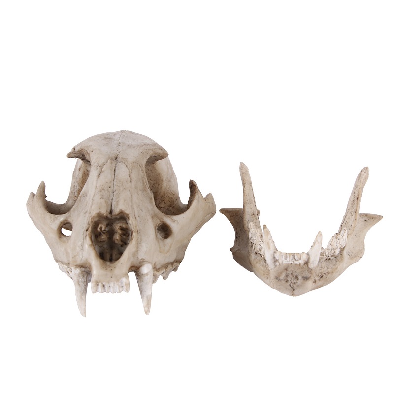 Leopard Skull Model Resin Craf - огляд і ціна Art And Craft Zoo Animals