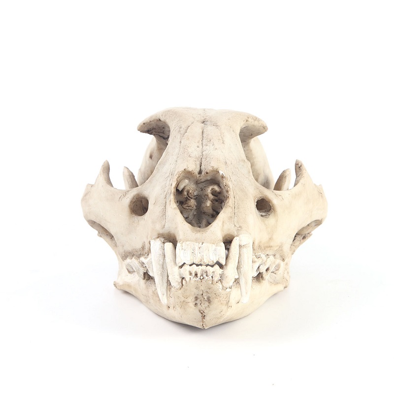 Leopard Skull Model Resin Craf - огляд і ціна Art And Craft Zoo Animals